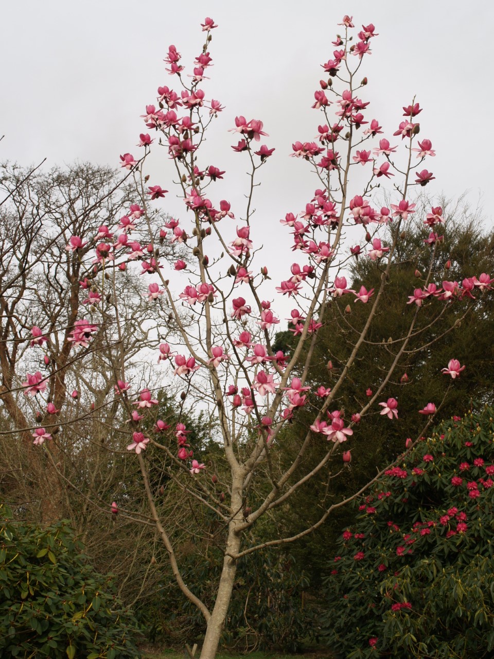 Magnolia campbellii Darjeeling